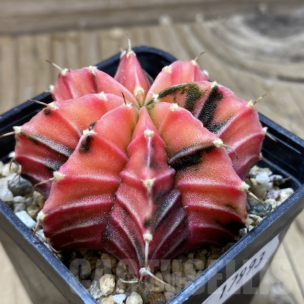 SH17993 Gymnocalycium friedrichii f. variegata, seedling - Imagen 2
