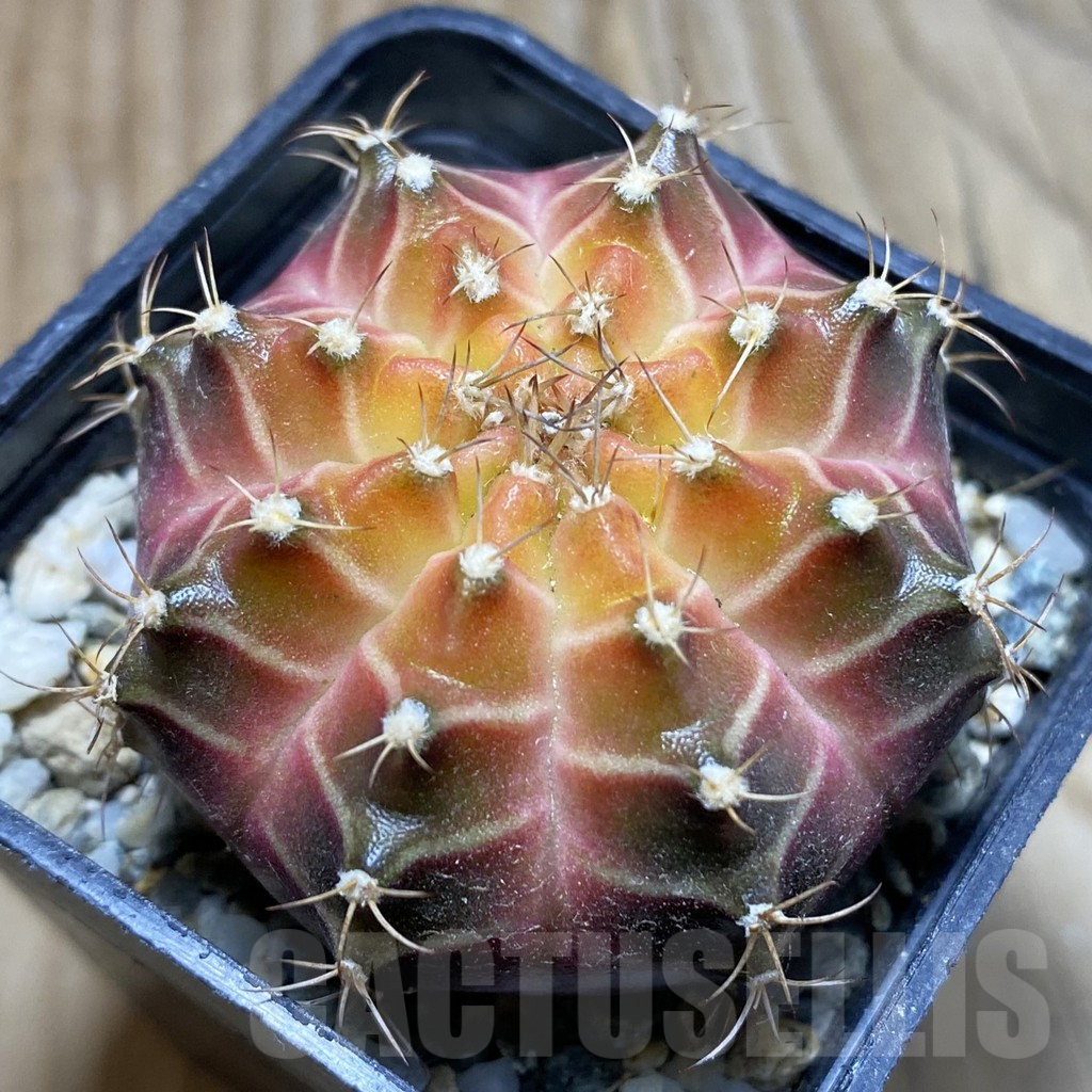 SH17998 Gymnocalycium mihanovichii 'Neon Brown', seedling