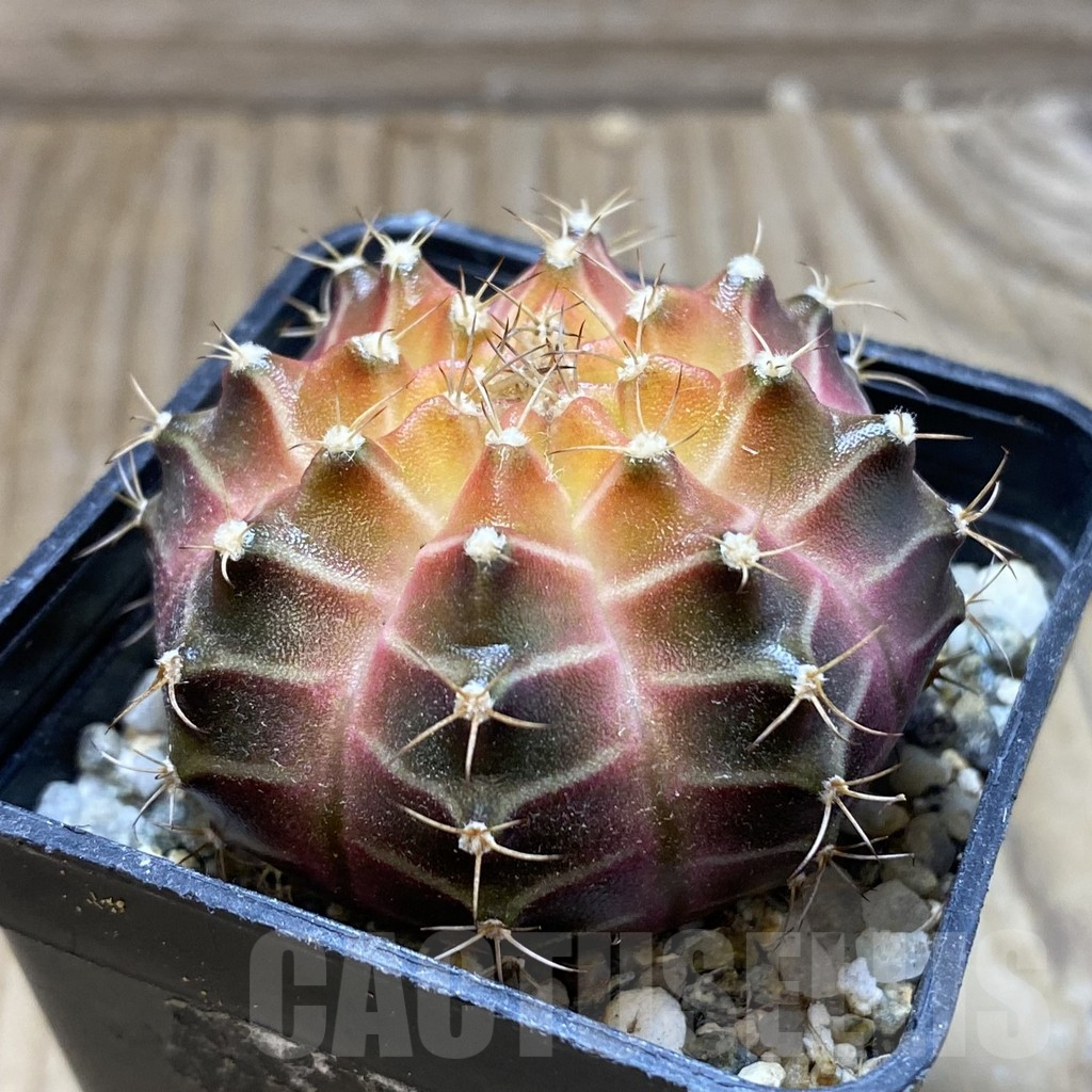 SH17998 Gymnocalycium mihanovichii 'Neon Brown', seedling - immagine 2