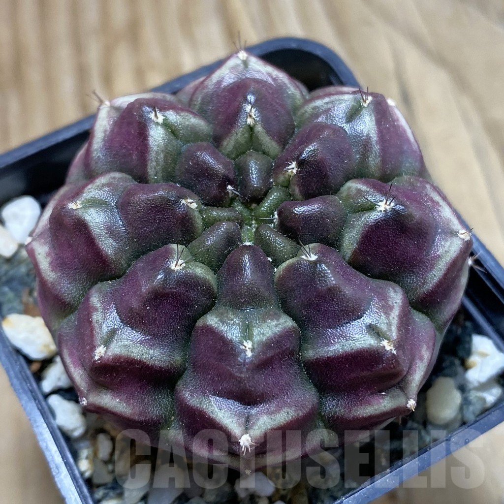 SH18003 Gymnocalycium mihanovichii ‘Day Dream’, seedling