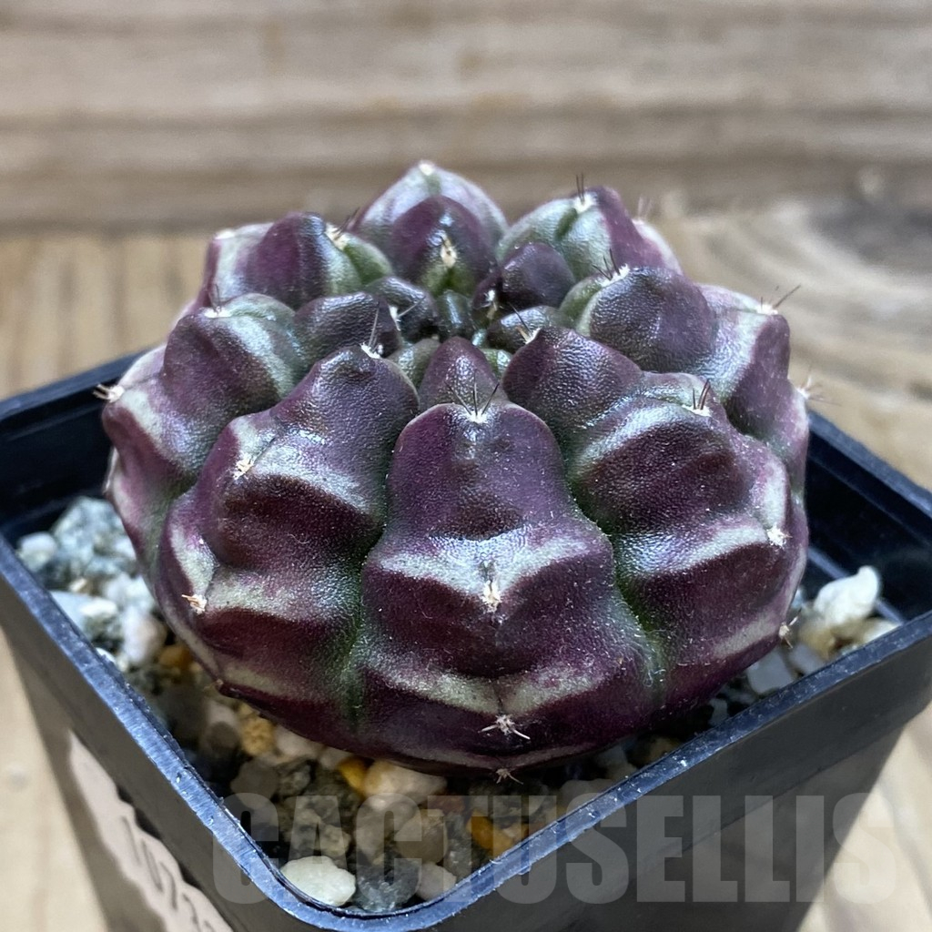 SH18003 Gymnocalycium mihanovichii ‘Day Dream’, seedling - Image 2