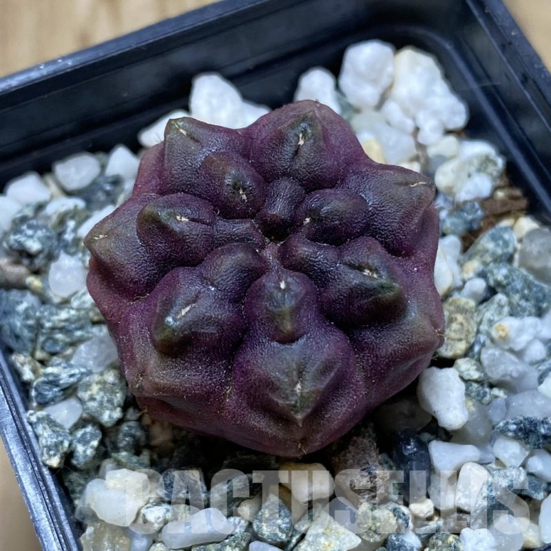 SH18015 Gymnocalycium mihanovichii 'Day Dream'