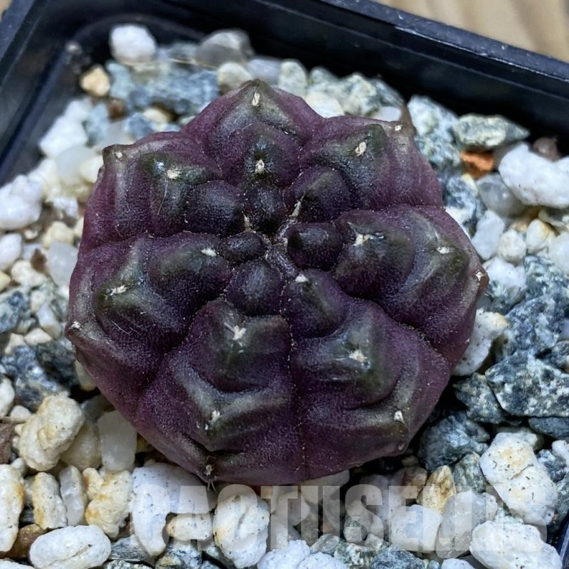 SH18016 Gymnocalycium mihanovichii 'Day Dream'