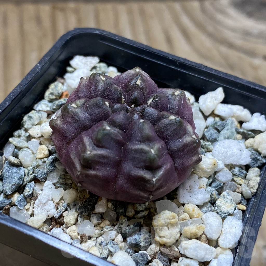 SH18016 Gymnocalycium mihanovichii 'Day Dream' - 画像 (2)
