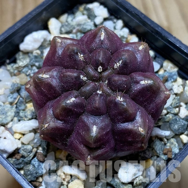 SH18018 Gymnocalycium mihanovichii 'Day Dream'