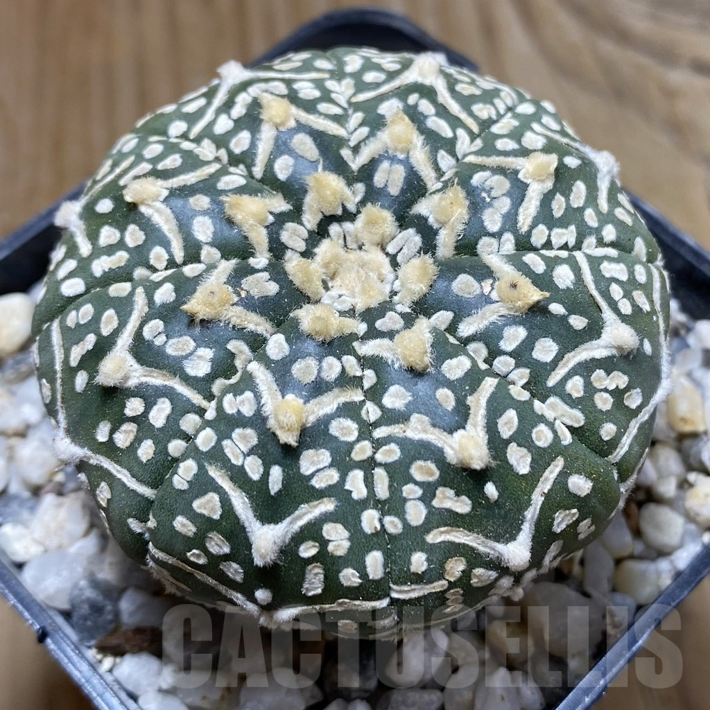 SH17962 Astrophytum asterias 'Super Kabuto' V-type