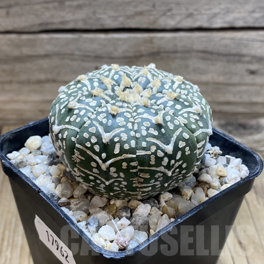 SH17962 Astrophytum asterias 'Super Kabuto' V-type - 画像 (2)