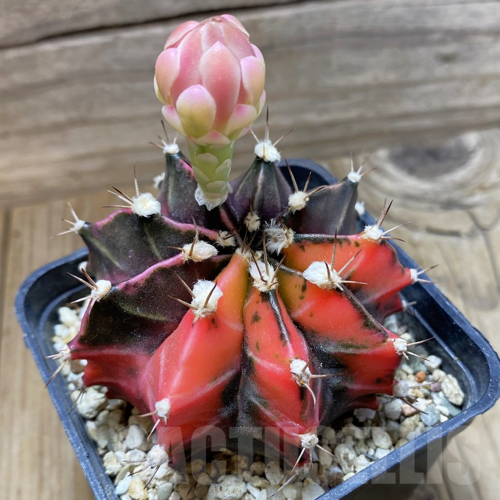 SH17967 Gymnocalycium mihanovichii f. variegata