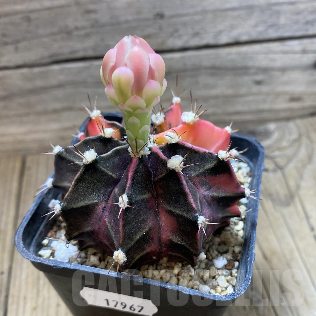 SH17967 Gymnocalycium mihanovichii f. variegata - Imagen 2