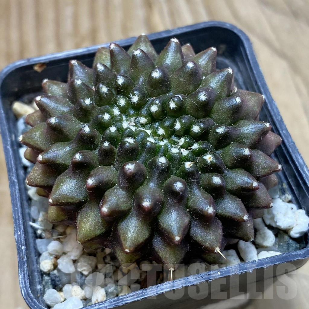SH17976 Gymnocalycium mihanovichii ‘inermis’