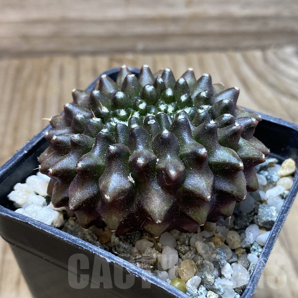 SH17976 Gymnocalycium mihanovichii ‘inermis’ - Image 2