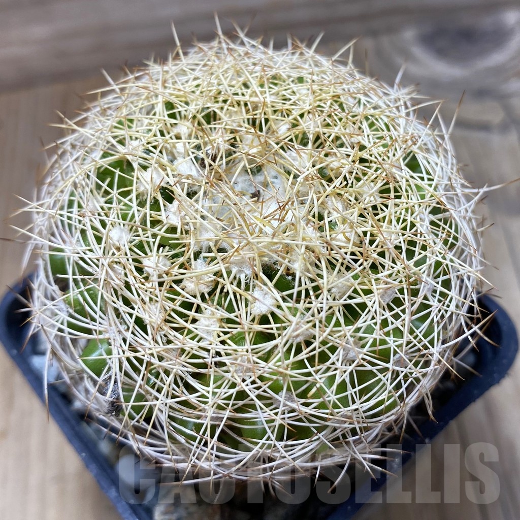 SH18122 Discocactus araneispinus new form MH 736, own roots