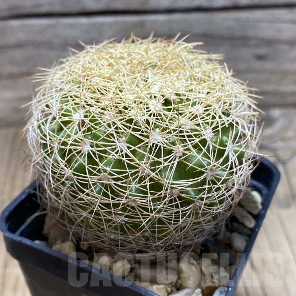 SH18122 Discocactus araneispinus new form MH 736, own roots - immagine 2