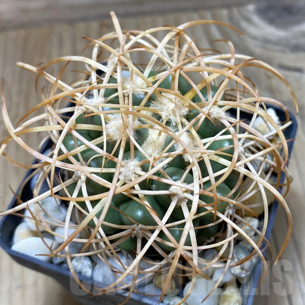 SH18123 Discocactus zehntneri ssp. mirohalfarii MH 911, own roots