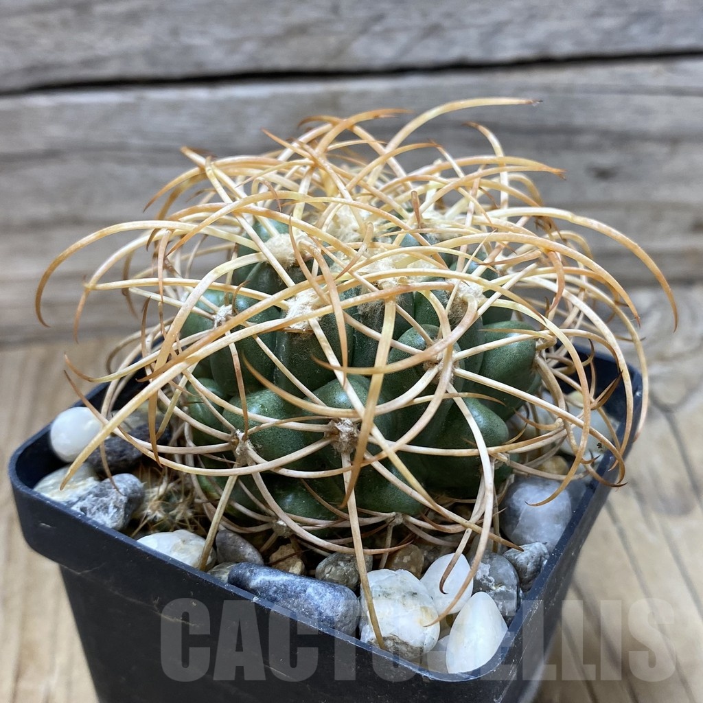 SH18123 Discocactus zehntneri ssp. mirohalfarii MH 911, own roots - Obrázek 2