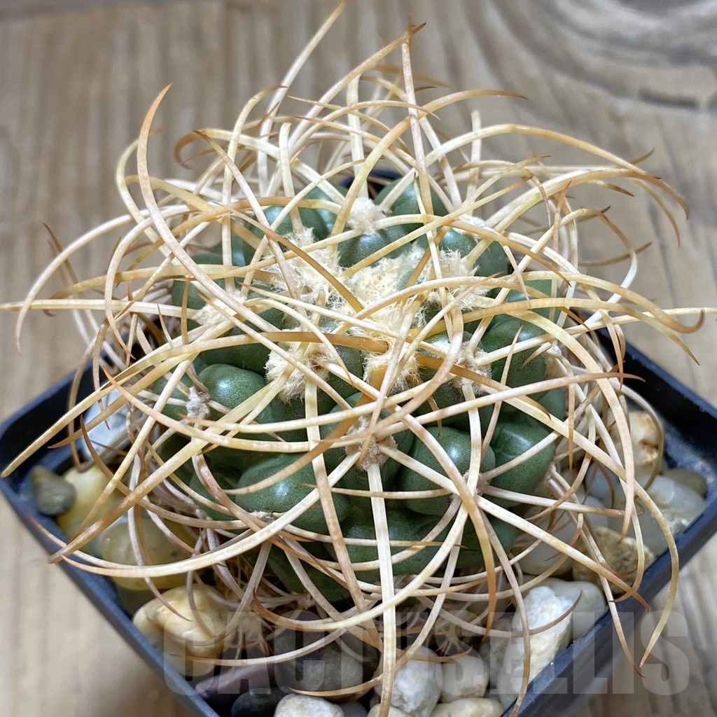 SH18124 Discocactus zehntneri ssp. mirohalfarii MH 911, own roots