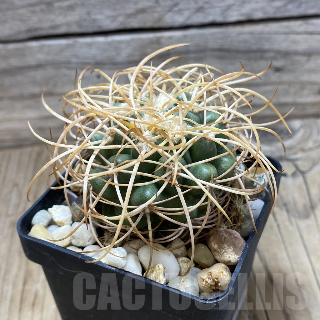 SH18124 Discocactus zehntneri ssp. mirohalfarii MH 911, own roots - Obrázek 2