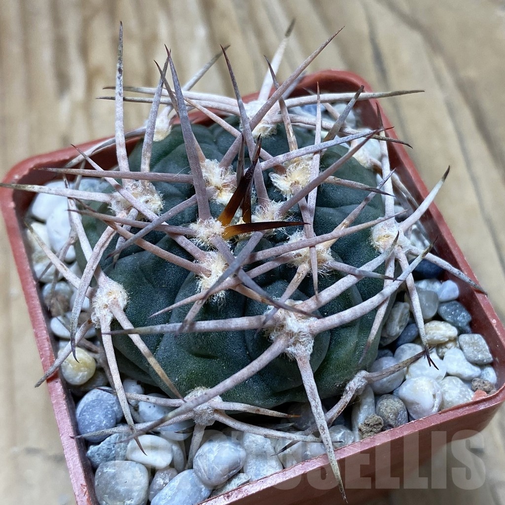 SH18126 Gymnocalycium hossei STO 87-88