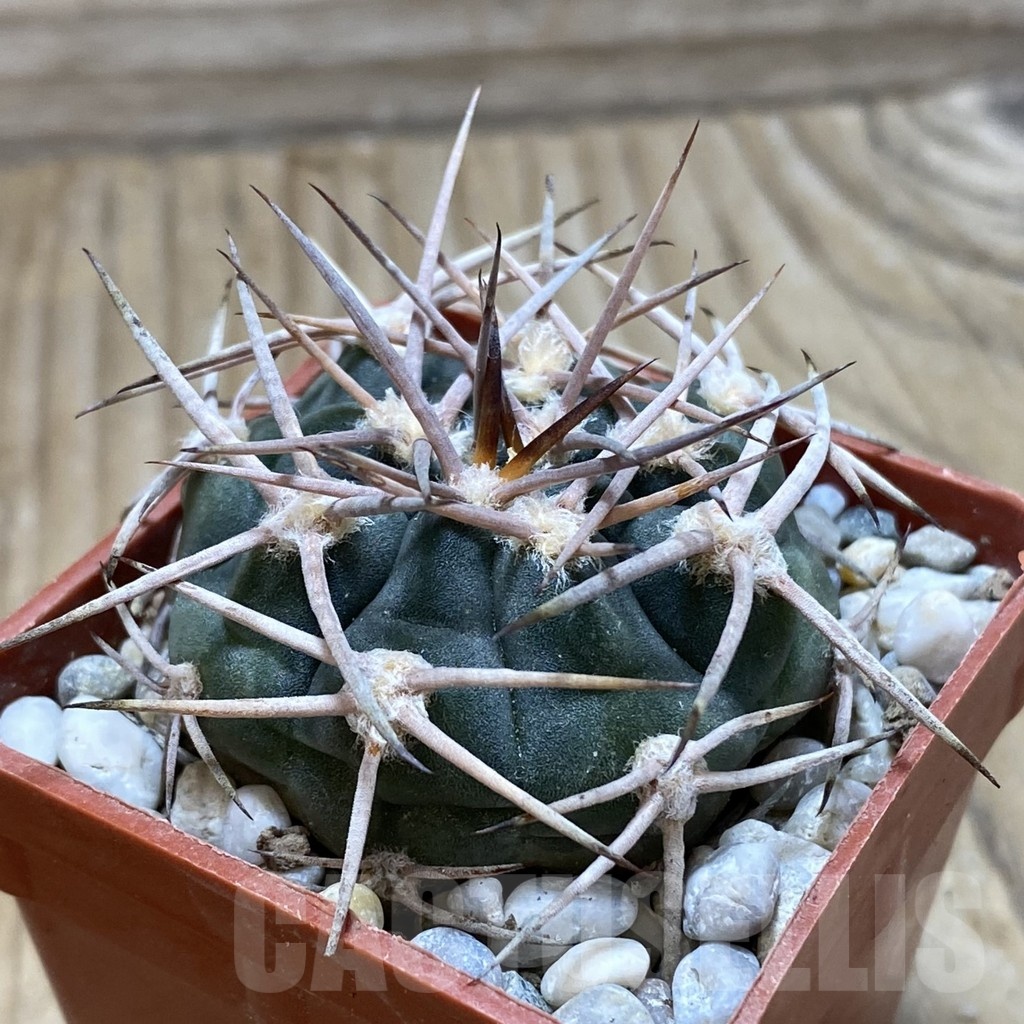 SH18126 Gymnocalycium hossei STO 87-88 - Image 2
