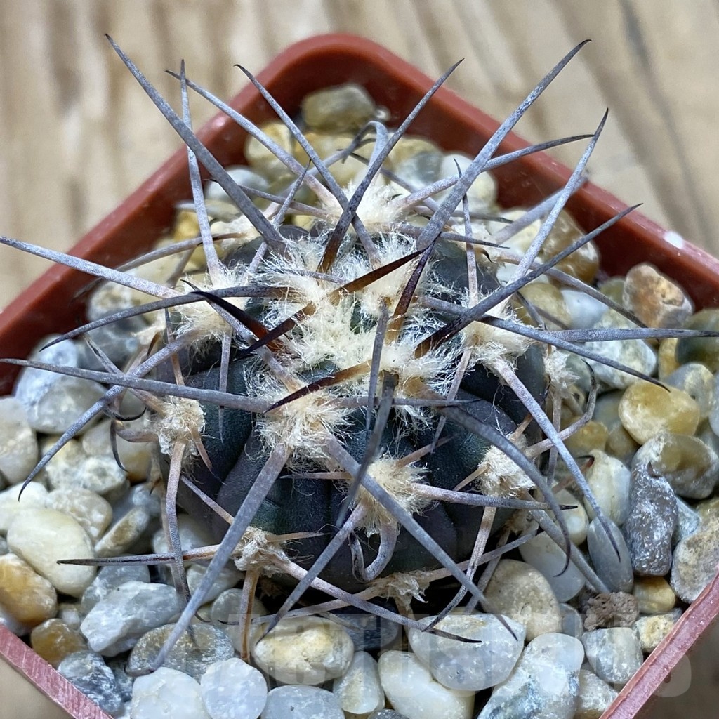 SH18128 Gymnocalycium spegazzinii JMT 480