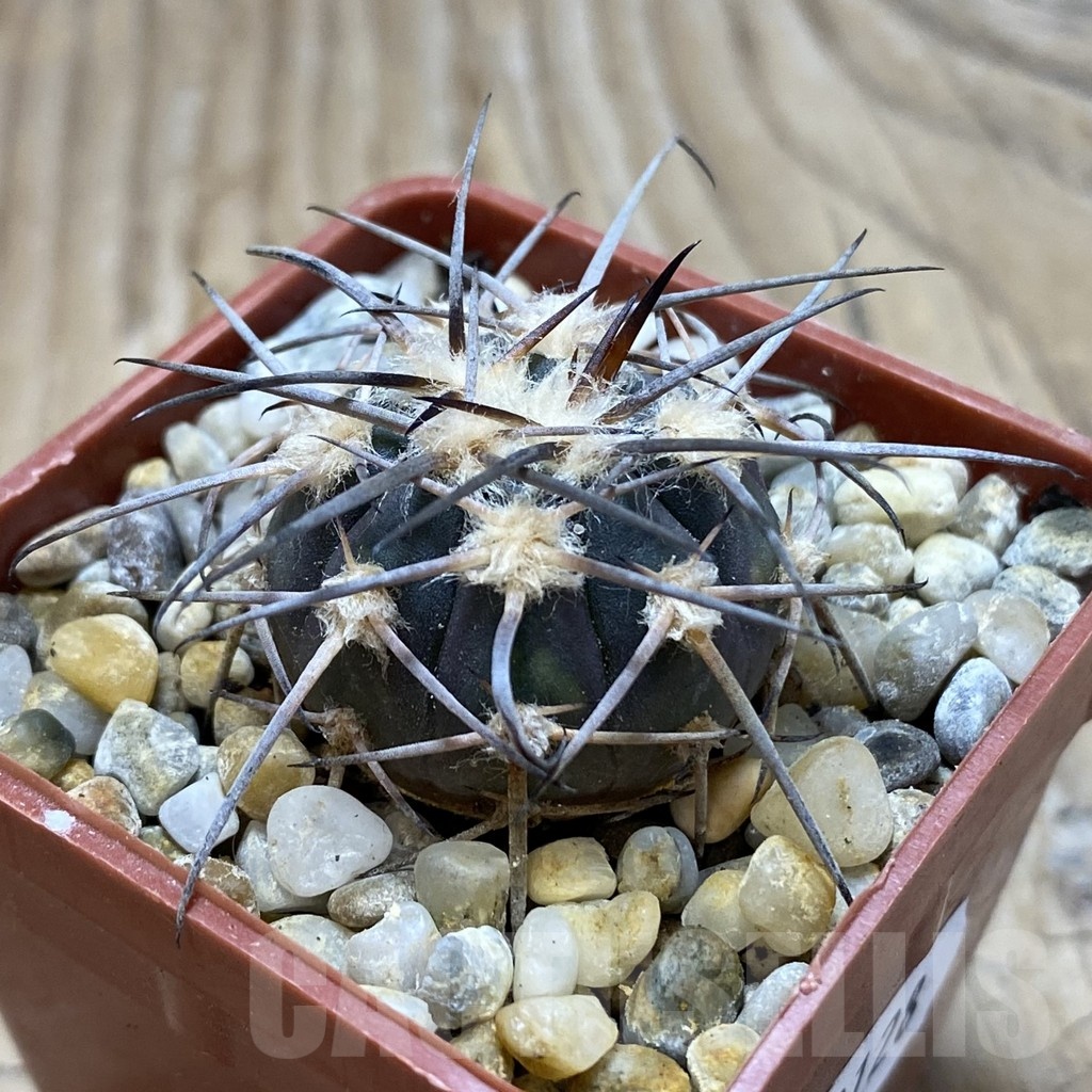 SH18128 Gymnocalycium spegazzinii JMT 480 - Obrázek 2