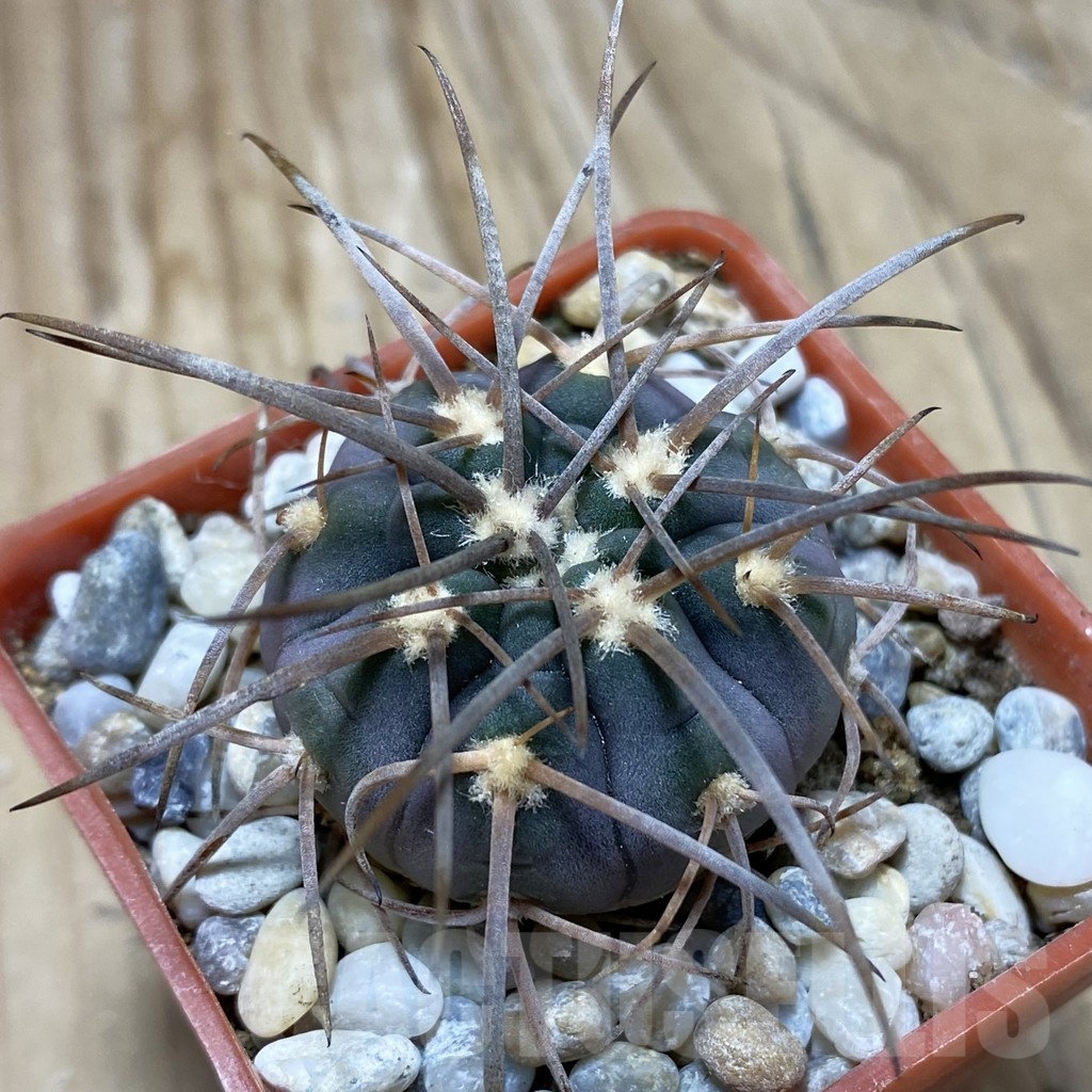 SH18130 Gymnocalycium spegazzinii v. major STO 88-139/2