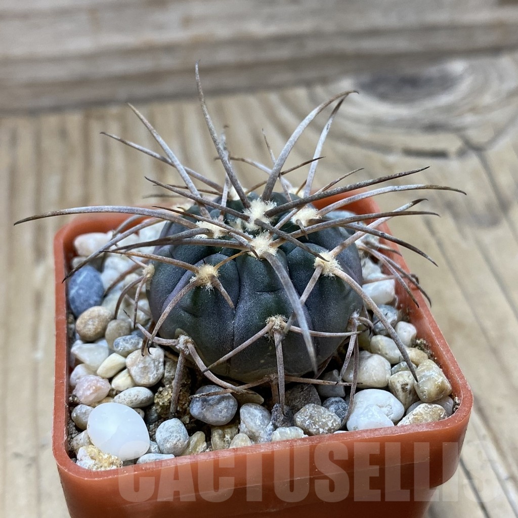 SH18130 Gymnocalycium spegazzinii v. major STO 88-139/2 - Image 2