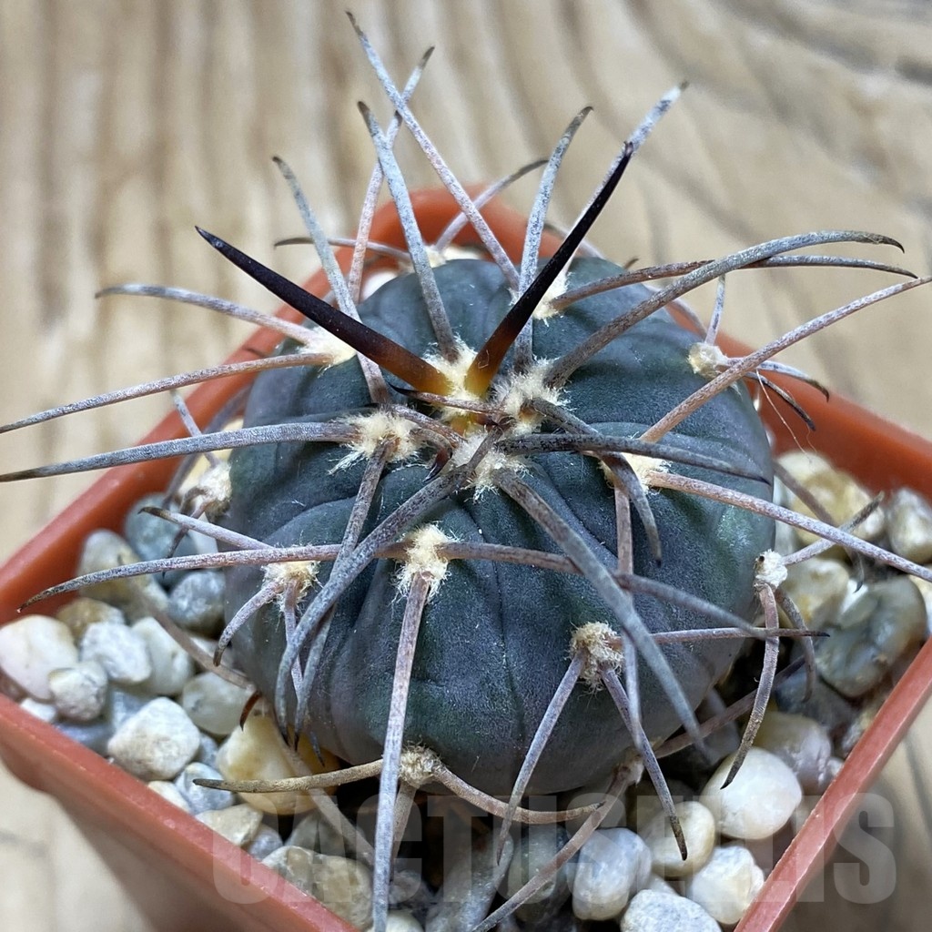 SH18132 Gymnocalycium spegazzinii v. major STO 88-139/2
