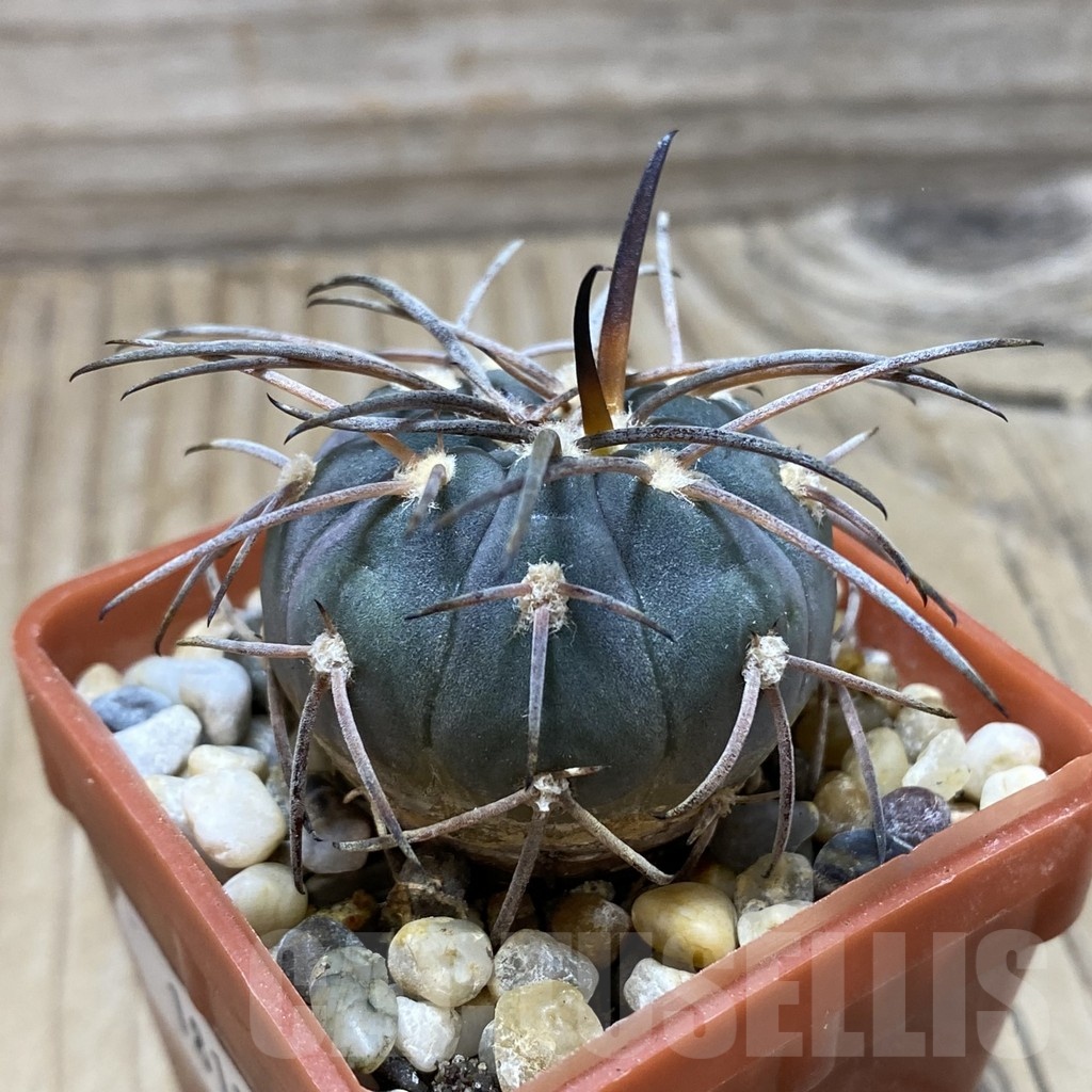 SH18132 Gymnocalycium spegazzinii v. major STO 88-139/2 - immagine 2