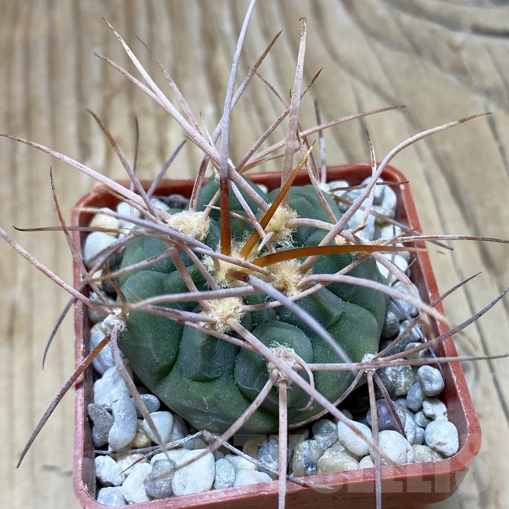 SH18133 Gymnocalycium hossei JL 12