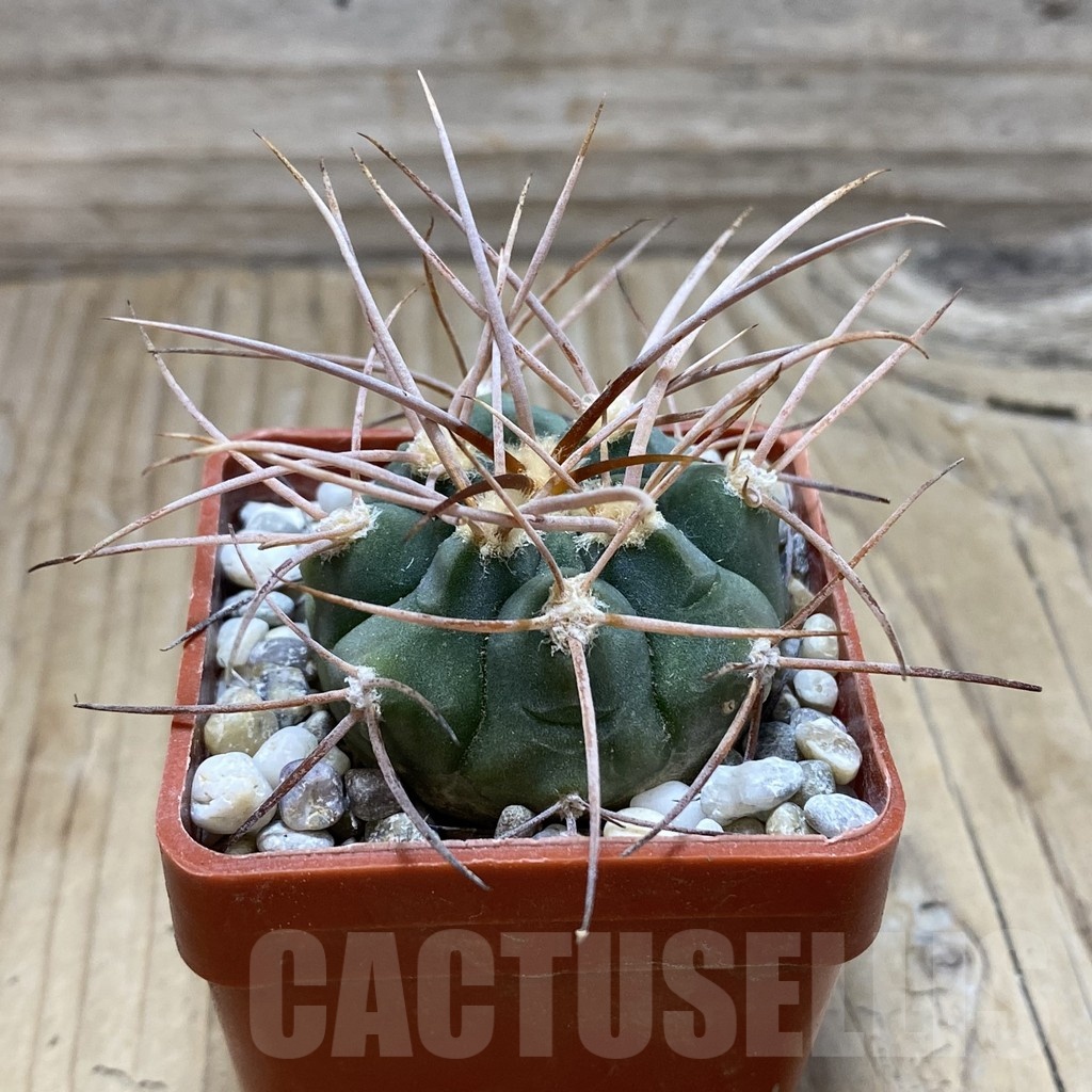 SH18133 Gymnocalycium hossei JL 12 - 画像 (2)