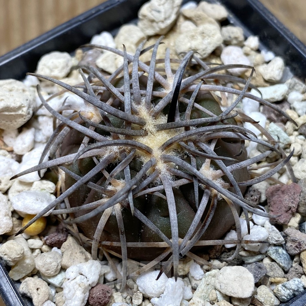 SH18134 Gymnocalycium spegazzinii v. punillense