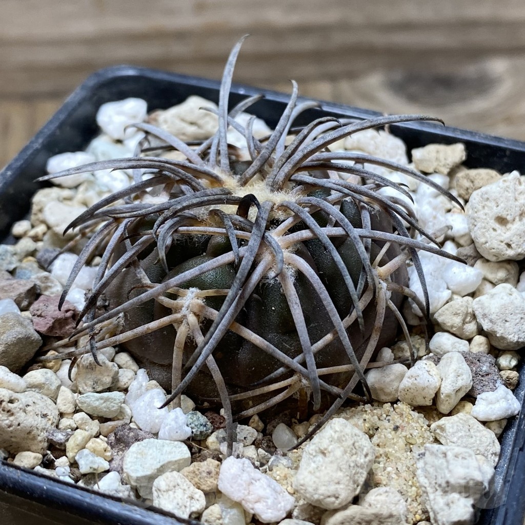 SH18134 Gymnocalycium spegazzinii v. punillense - Image 2