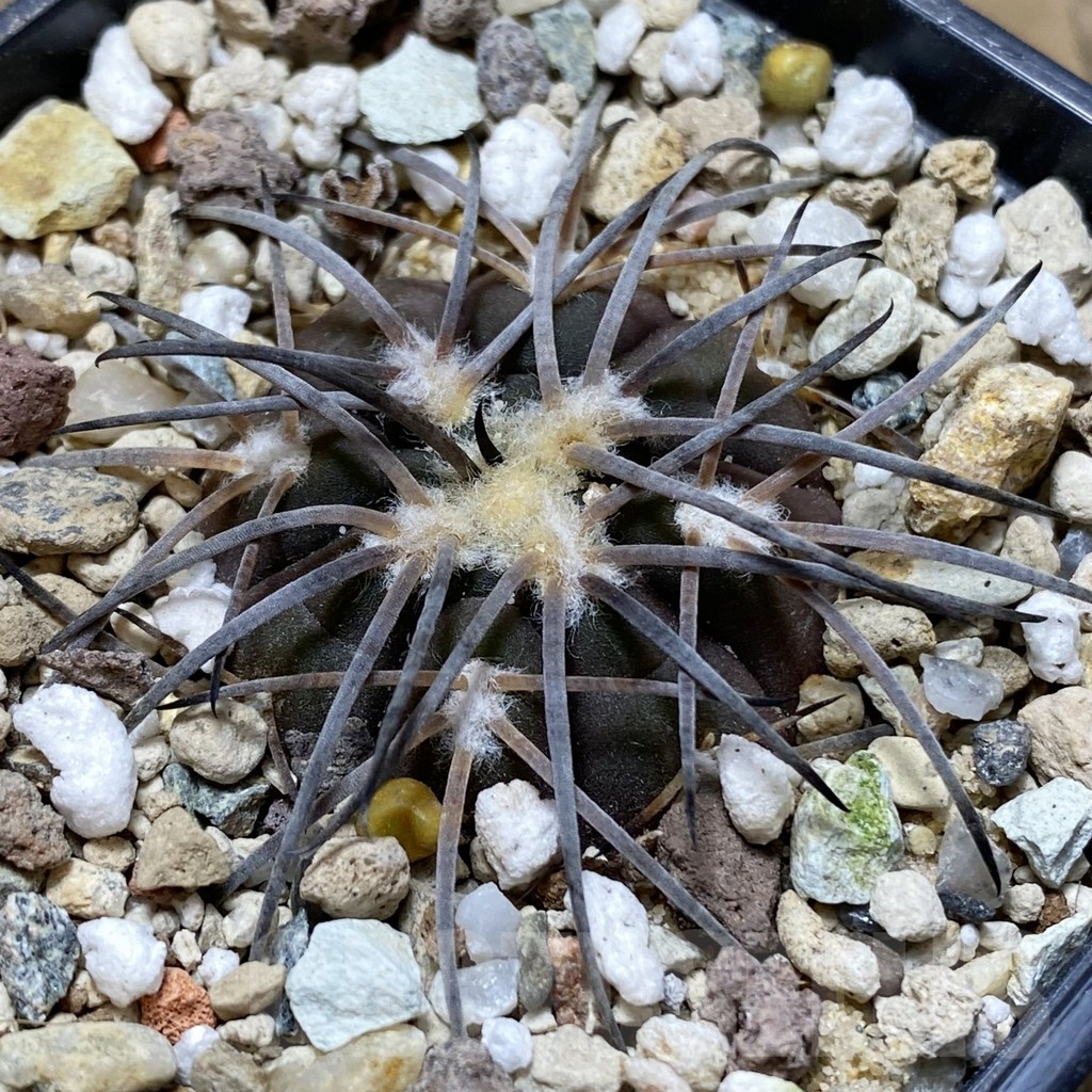 SH18136 Gymnocalycium spegazzinii v. punillense