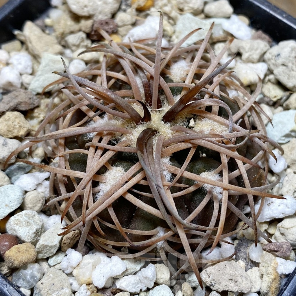 SH18137 Gymnocalycium spegazzinii v. horizonthalonium