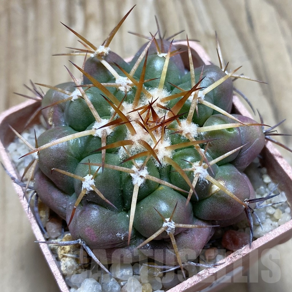 SH18139 Discocactus sp. squamibaccatus form? MH 881, own roots