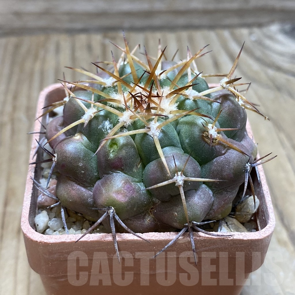 SH18139 Discocactus sp. squamibaccatus form? MH 881, own roots - Obrázek 2