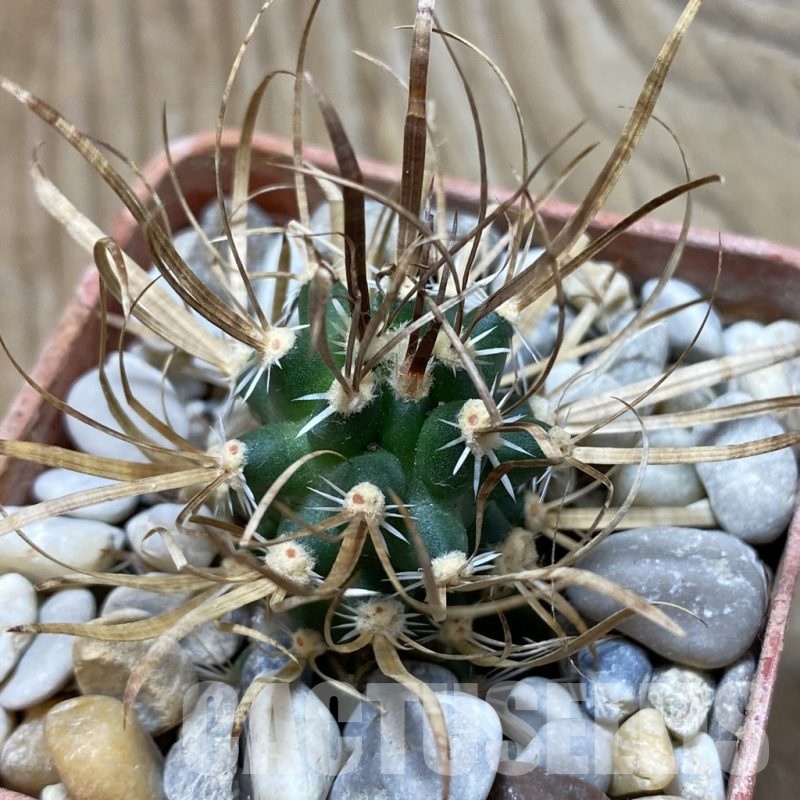 SH18141 Toumeya papyracantha PJR 544, grafted