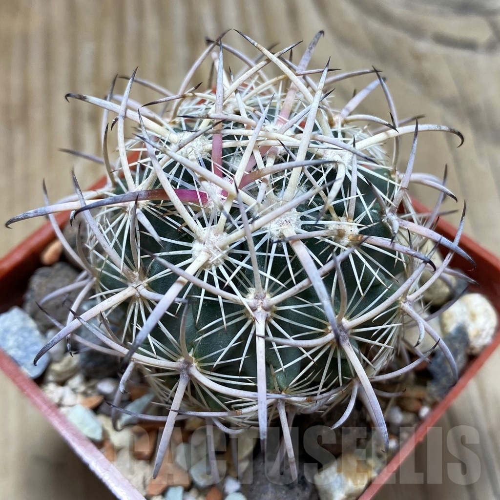 SH18142 Echinomastus laui JV 395, grafted