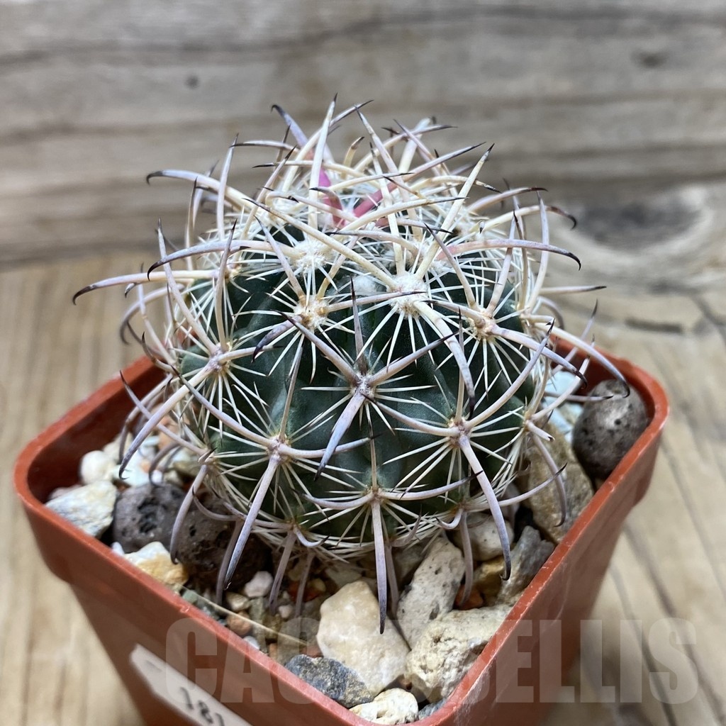 SH18142 Echinomastus laui JV 395, grafted - immagine 2