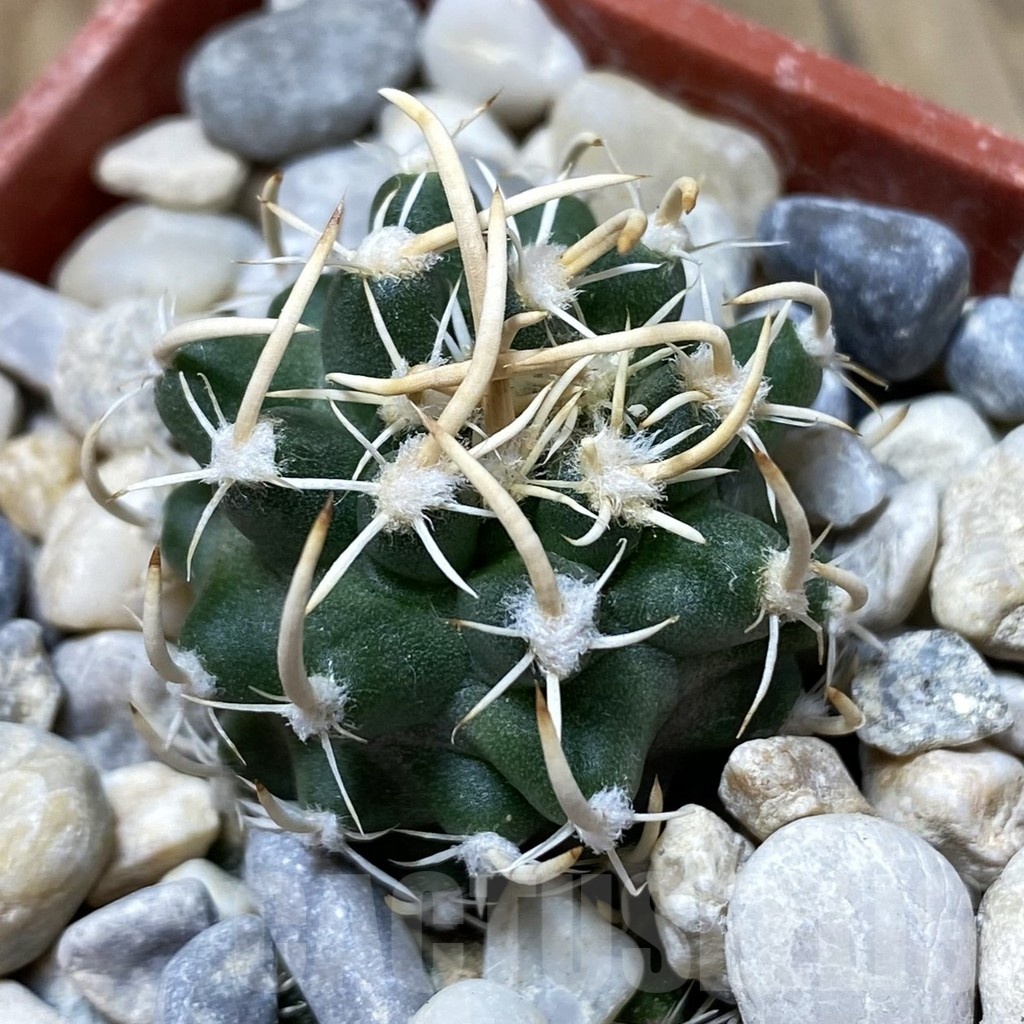 SH18145 Pediocactus peeblesianus v. fickeisenii PJR 541, grafted