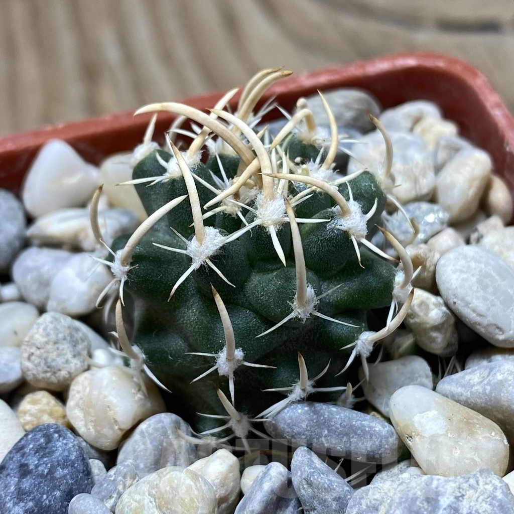 SH18145 Pediocactus peeblesianus v. fickeisenii PJR 541, grafted - Image 2