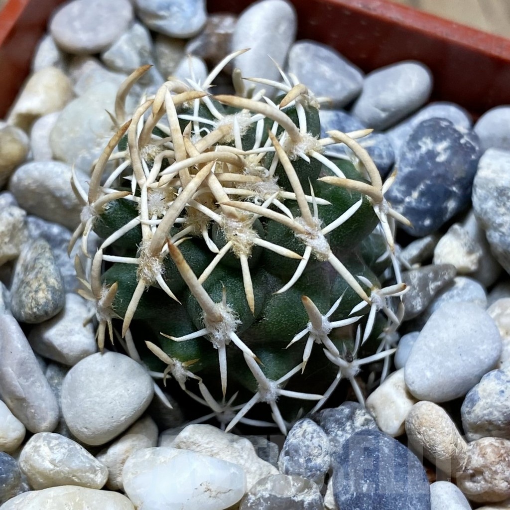 SH18146 Pediocactus peeblesianus v. fickeisenii PJR 541, grafted