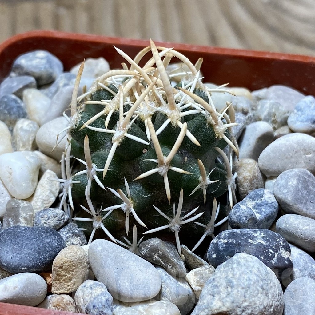 SH18146 Pediocactus peeblesianus v. fickeisenii PJR 541, grafted - Image 2
