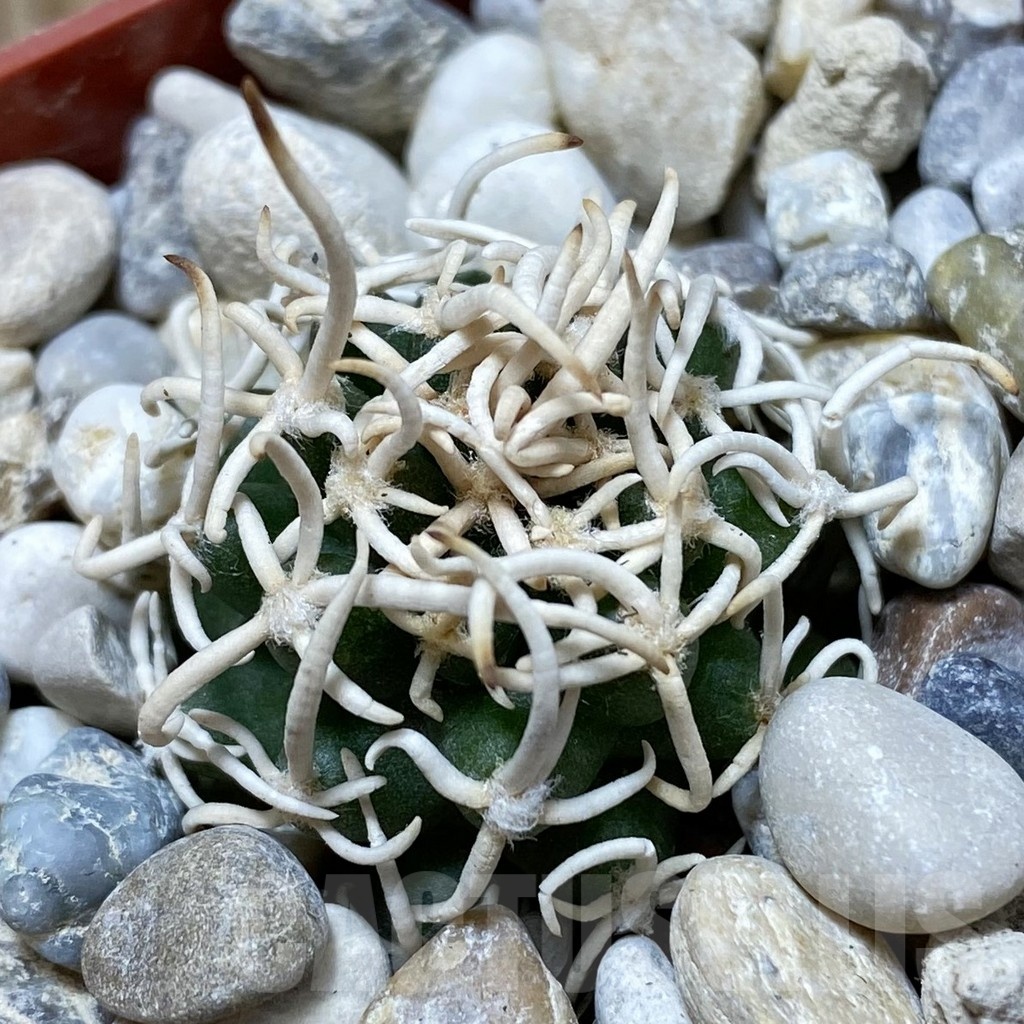 SH18147 Pediocactus peeblesianus f. menzelii PJR 543, grafted - Image 2