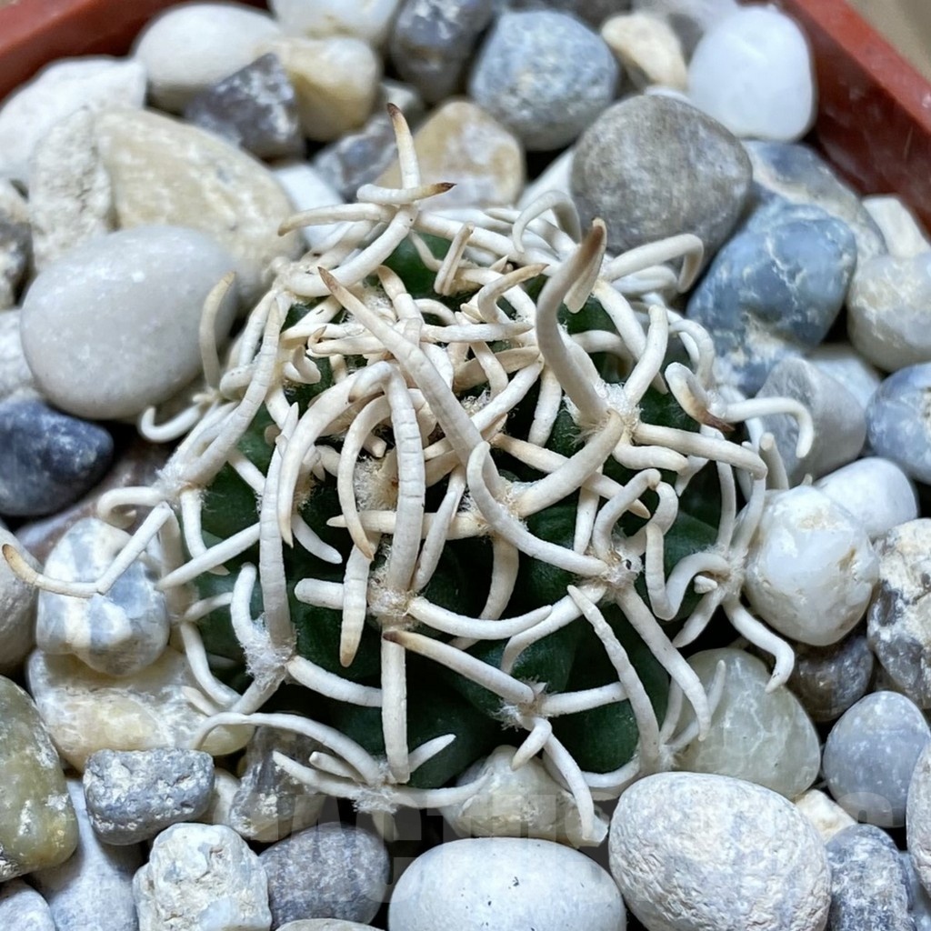 SH18147 Pediocactus peeblesianus f. menzelii PJR 543, grafted