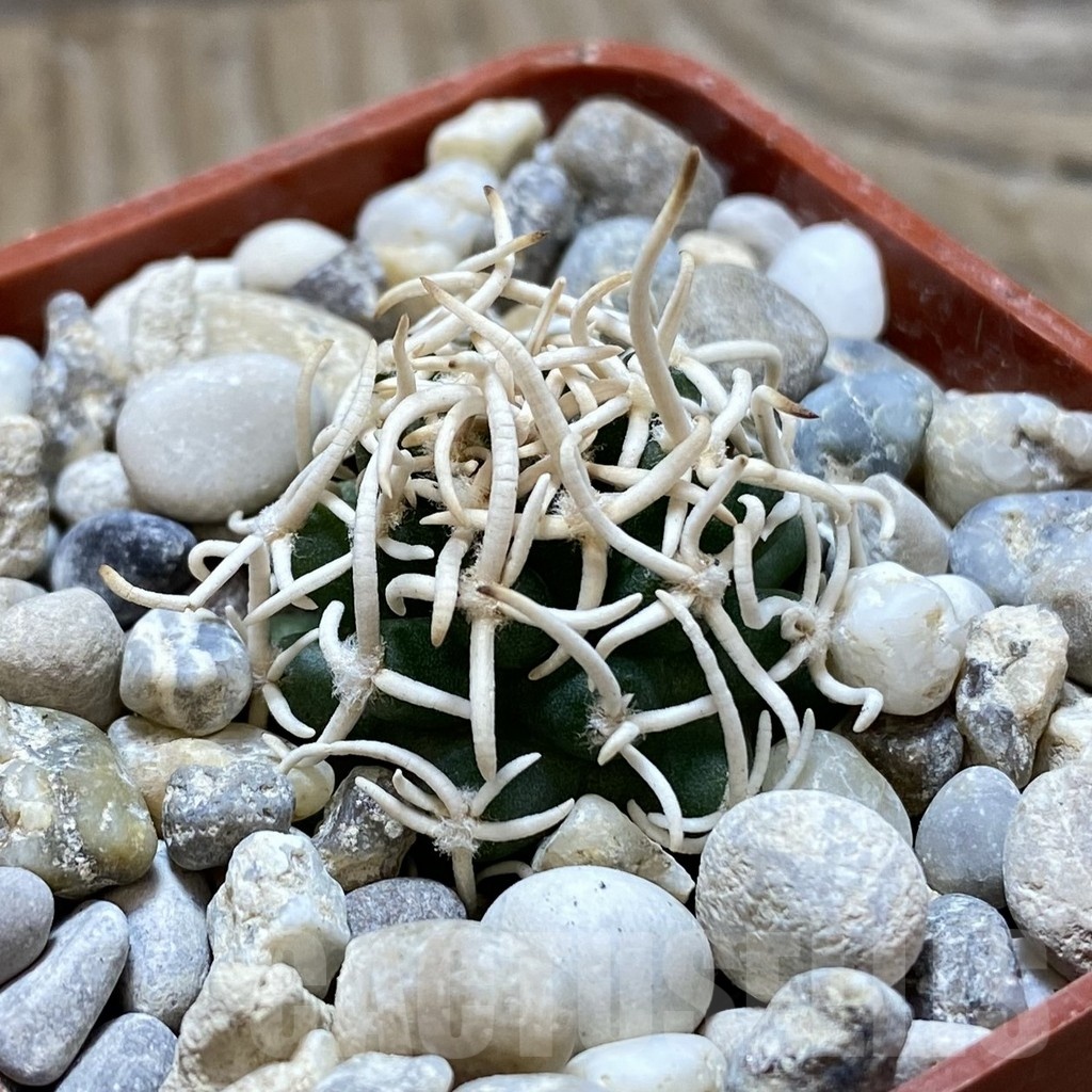SH18147 Pediocactus peeblesianus f. menzelii PJR 543, grafted - Image 3