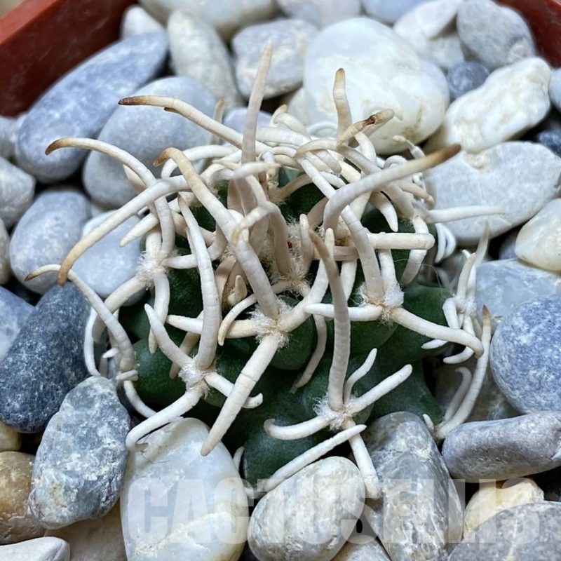 SH18148 Pediocactus peeblesianus f. menzelii PJR 543, grafted