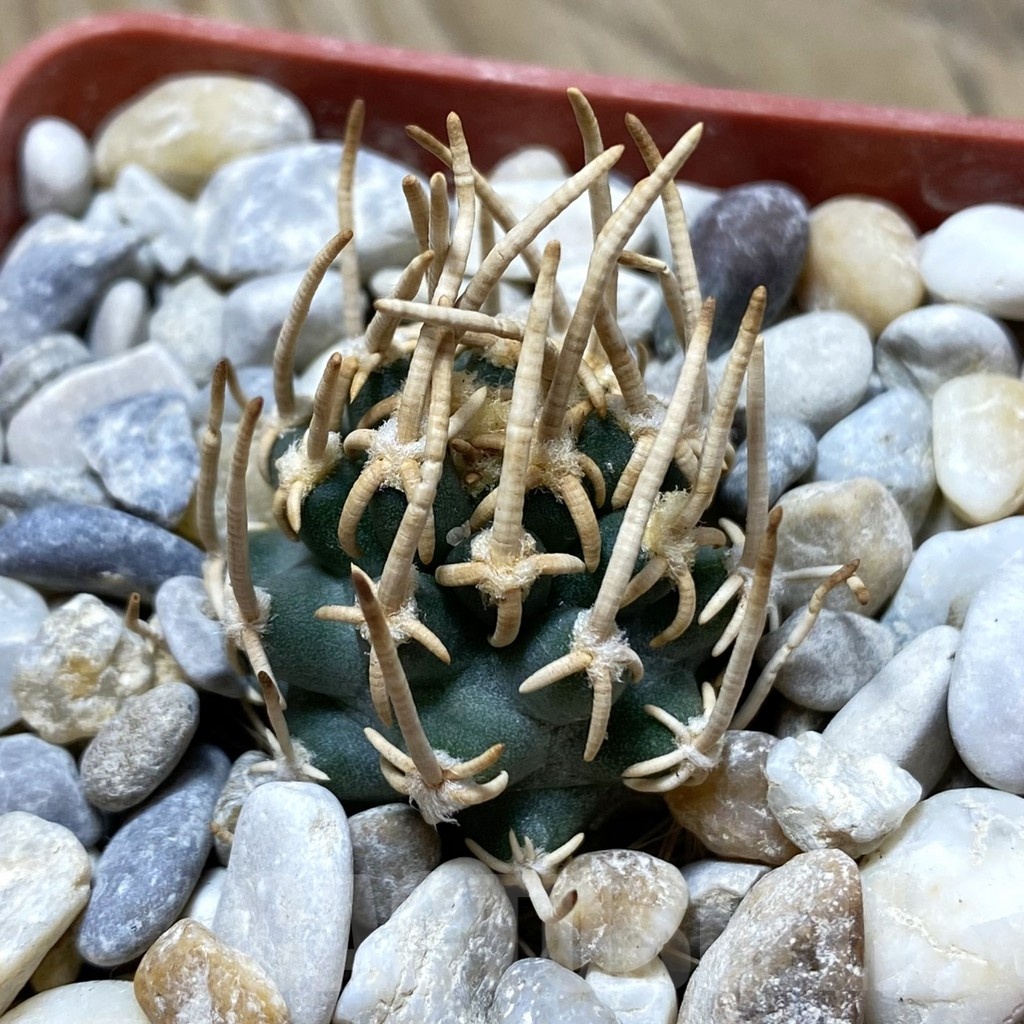 SH18149 Pediocactus peeblesianus PJR 521, grafted