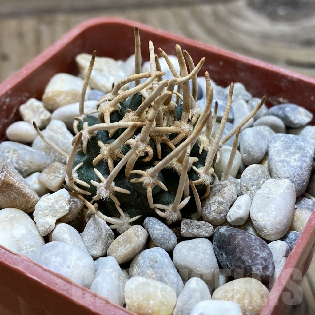 SH18149 Pediocactus peeblesianus PJR 521, grafted - Image 2